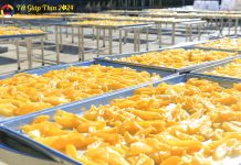 P1 – Hương vị Tết tại Thiền Tôn Phật Quang: Mứt xoài