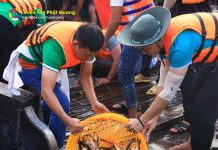 Cần Thơ: Gần 40 tấn cá được phóng sinh tại Quảng trường Tây Đô